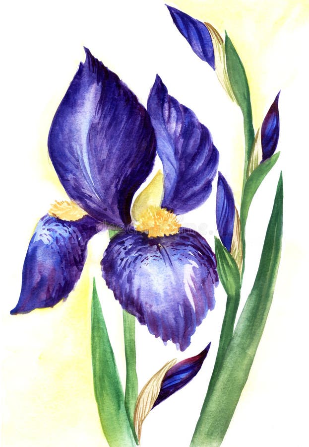 Watercolor blooming iris with unopened buds. Elegant flower of vivid ultramarine color and yellow fluffy center on white background with yellow glowing around heads. Hand drawn botanical illustration