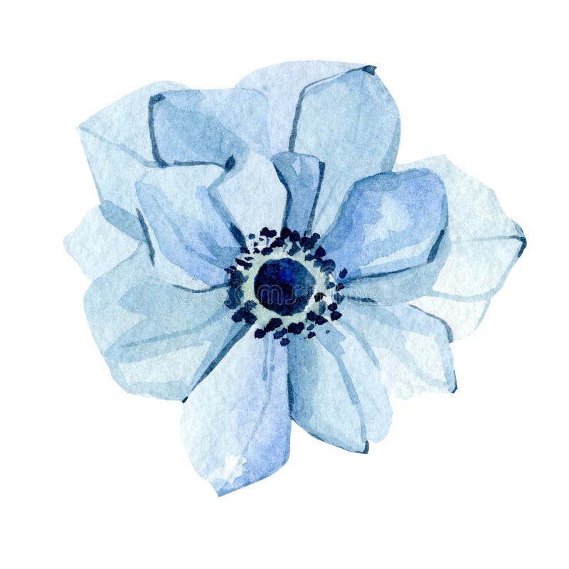 Watercolor blue anemone flowers. Botanical illustration for print, blog, poster, stories, template, logo, baby shower stock illustration Watercolor blue anemone flowers. Botanical illustration for print, blog, poster, stories, template, logo, baby shower stock illustration