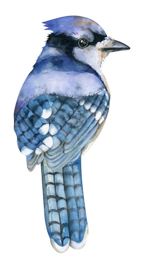 realistic blue jay drawing