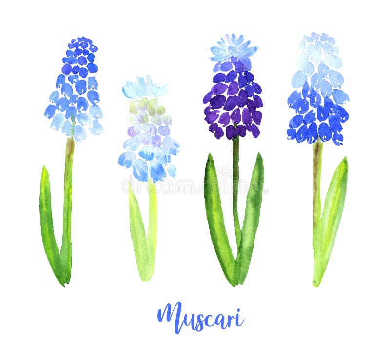 Watercolor Blue Violet Muscari set. Collection of hand drawn flowers isolated. Wild field flower illustration for cards, textile