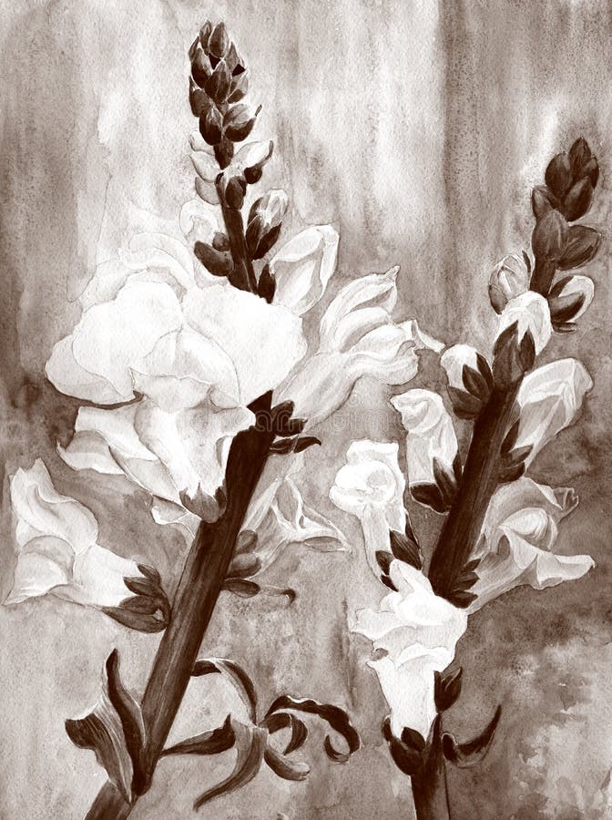 Watercolor. Botanical drawing. A branch with flowers and buds, lion`s mouth. Garden flowers. vector illustration Watercolor. Botanical drawing. A branch with flowers and buds, lion`s mouth. Garden flowers. vector illustration