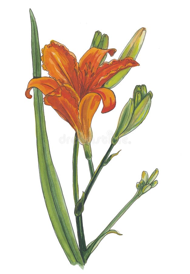Watercolor Botanical Illustration Of Orange Day Lily Stock Illustration Illustration Of Flower Hand 134285341