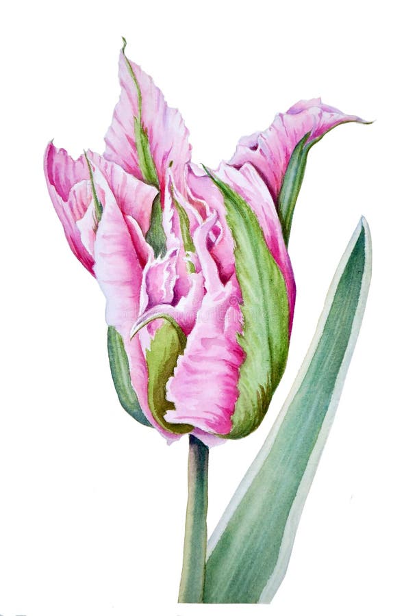 Watercolor Botanical Illustration of a Pink Tulip Flower with Green ...