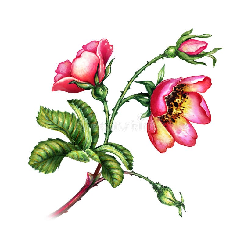 Watercolor botanical illustration, red dog rose flowers, rosehip twig clip art, isolated bouquet on white background
