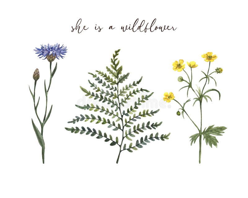 Wildflower meadow collection. Watercolor hand drawn wild flowers and herbs  illustration, isolated on white background. Purple coneflower, bluebell,  daisy, pink clover, baby cosmos. Floral set. Stock Illustration