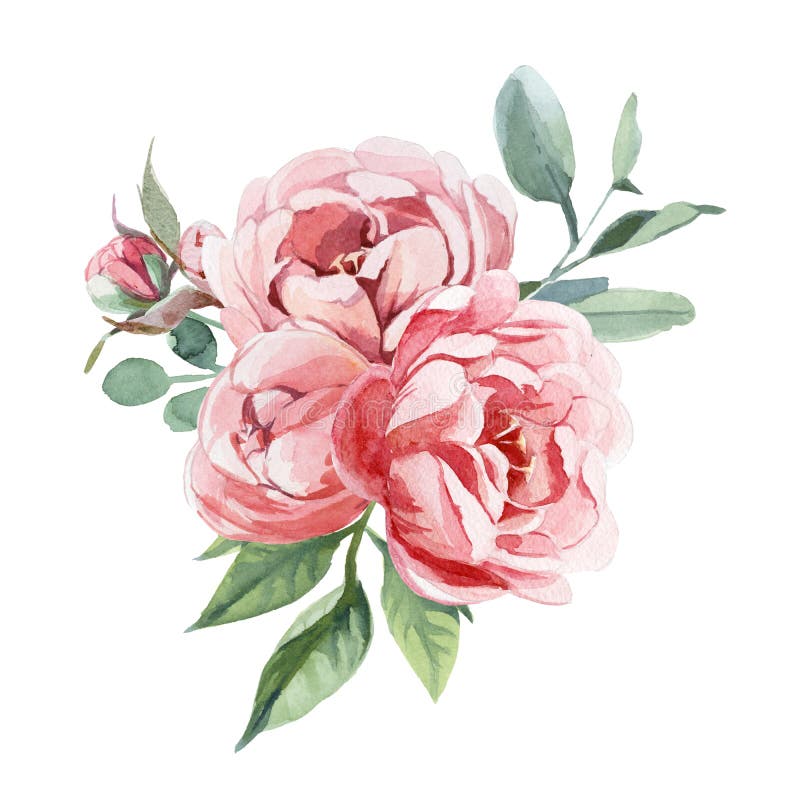 Watercolor Clip Art Pink Roses, Blooming Stock Illustration ...