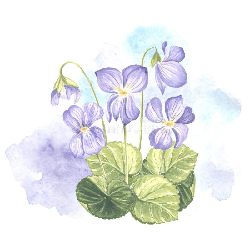 Watercolor Bouquet of Wild Violet Flower with Leaves and Buds. Hand ...