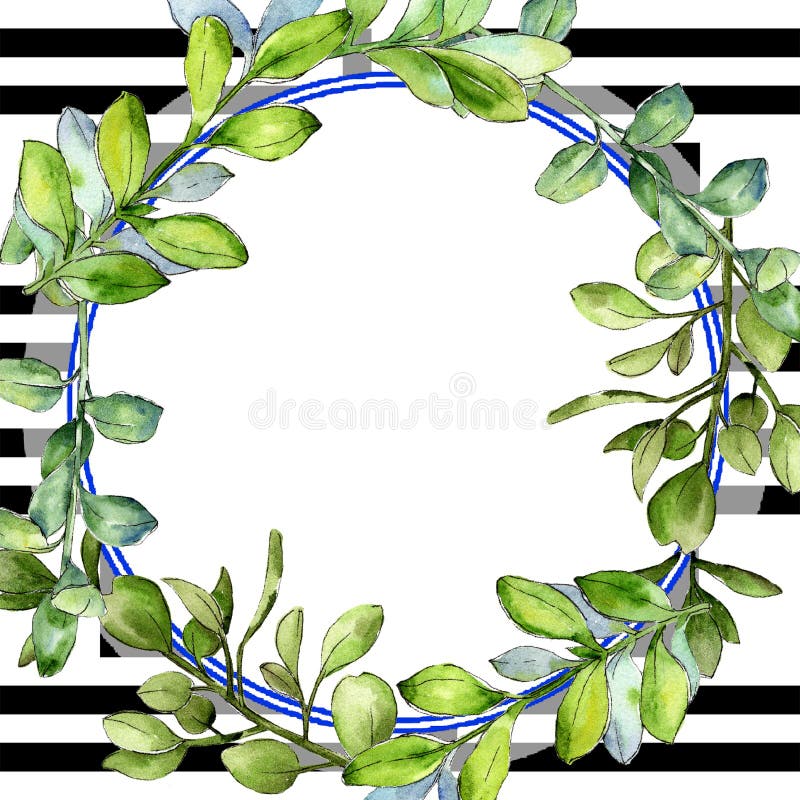 Watercolor boxwood green leaf. Leaf plant botanical garden floral foliage. Frame border ornament square.