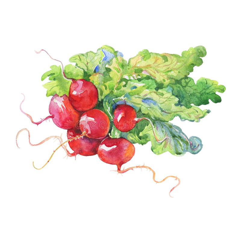 Watercolor bunch of radish with top. Hand drawn fresh isolated vegetables. Painting root, leaf illustration