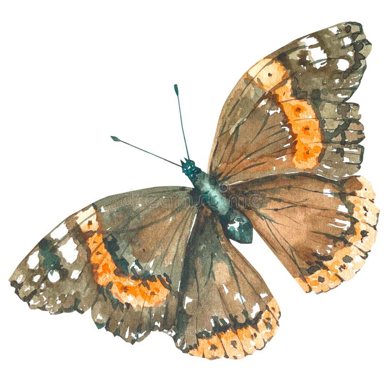Watercolor butterfly on a white background 2