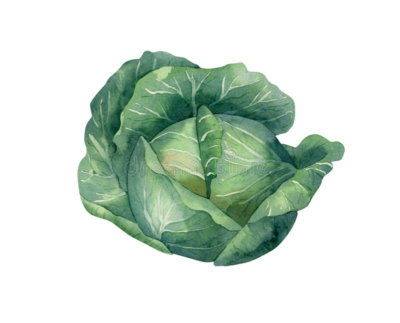 Watercolor Cabbage Illustration. Botanical Illustration with Green