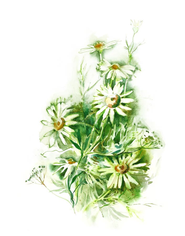 Watercolor -Camomiles-