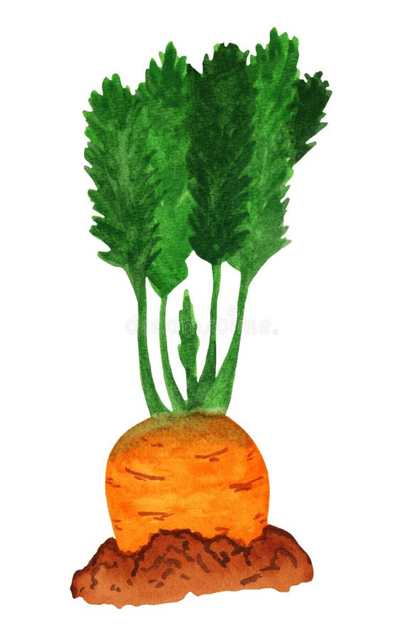 Watercolor carrot in the ground, side view