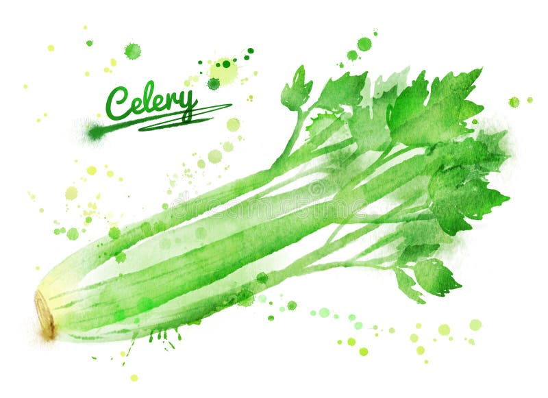 Watercolor celery stock illustration. Illustration of natural 57877981
