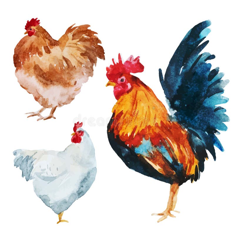 Watercolor chicken stock vector. Illustration of silhouette 57009667