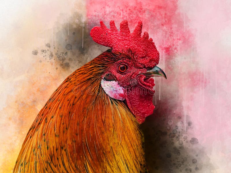 Watercolor Chicken. Hand drawn watercolor cock, bird illustration.  royalty free stock images