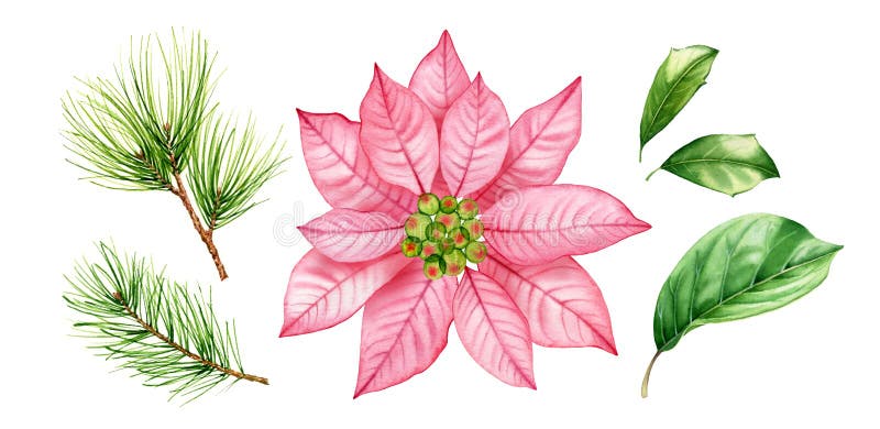 Watercolor Christmas florals collection. Pink poinsettia flower, pine branches, holly leaves. Abstract transparent flower. Hand painted illustration for winter holiday season, greeting cards, banners.