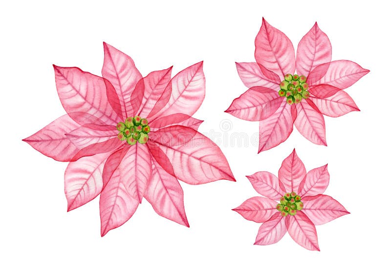 Watercolor Christmas flowers collection. Big and small pink poinsettia. Abstract transparent flower. Hand painted illustration for winter holiday season, greeting cards, banners. High quality