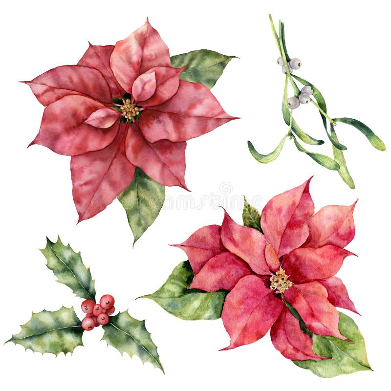 Watercolor Christmas set with poinsettia, holly and mistletoe. Hand painted holiday plant with berries isolated on white background. Winter botanical illustration for design, print or background.