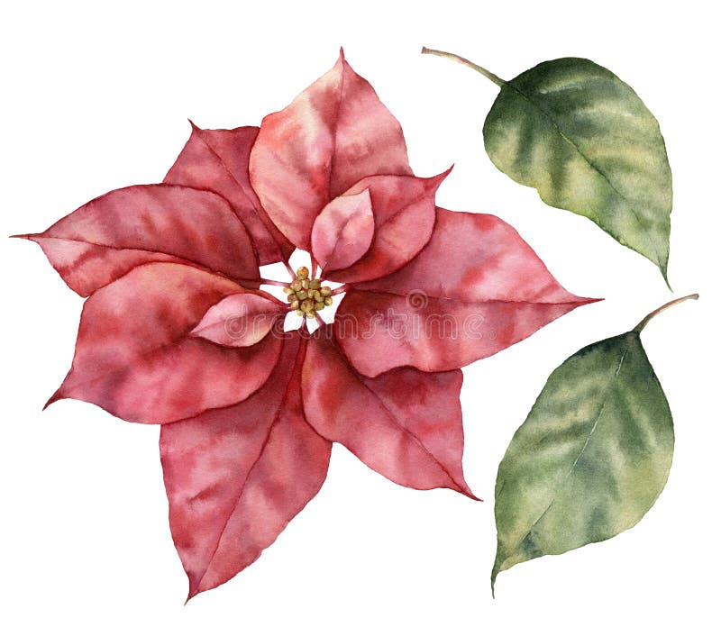 Watercolor Christmas set with poinsettia and leaves. Hand painted holiday plant with flower isolated on white background. Winter botanical illustration for design, print or background