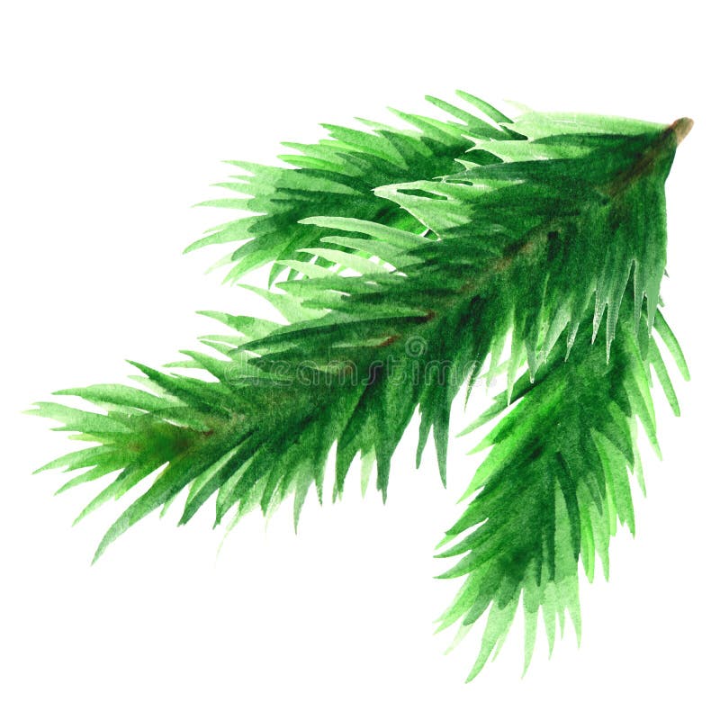 Evergreen Watercolor Tree Needle Stock Illustrations – 959 Evergreen ...