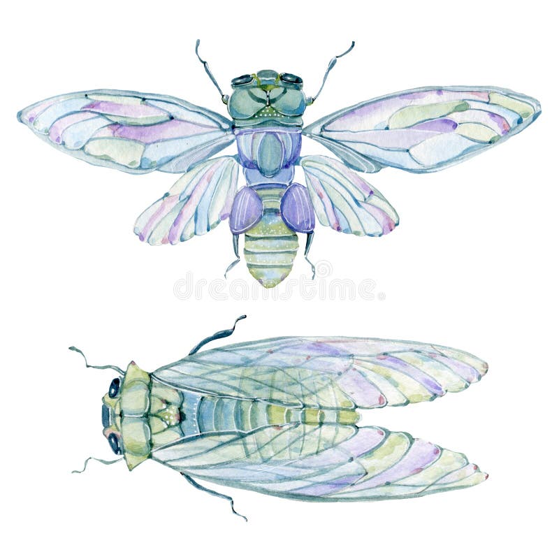 Watercolor cicada.