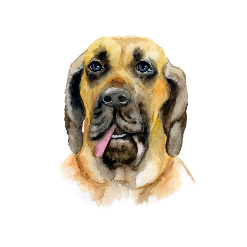 Watercolor closeup portrait of Brazilian Mastiff breed dog isolated on white background. Shorthair large brown guardian dog royalty free illustration Watercolor closeup portrait of Brazilian Mastiff breed dog isolated on white background. Shorthair large brown guardian dog royalty free illustration