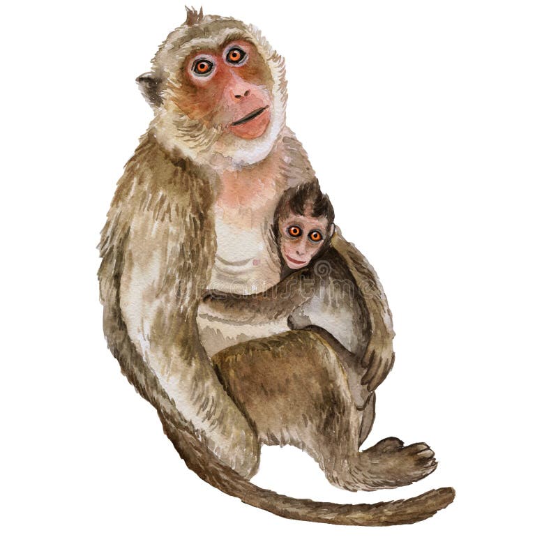 Baby Macaque Monkeys Stock Illustrations – 129 Baby Macaque Monkeys ...