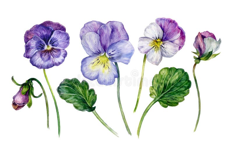 Watercolor Collection of Colorful Violets Stock Vector - Illustration ...