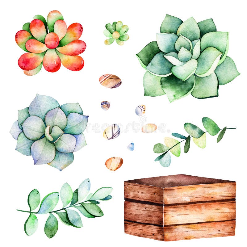 Watercolor collection with succulents plants,pebble stones, branche,wooden pot. vector illustration Watercolor collection with succulents plants,pebble stones, branche,wooden pot. vector illustration