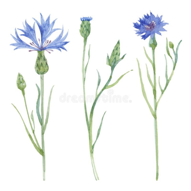 Watercolor Cornflower Set. Cornflower Isolated on White Backgro Stock