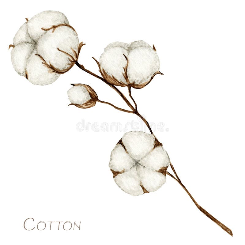 Watercolor cotton flower branches. Botanical Hand drawn Eco product illustration. Cotton flowers buds balls in vintage style isolated on white background. Plant ball nature icon.