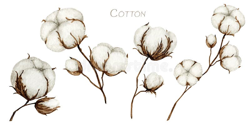 Watercolor cotton flower branches set. Botanical Hand drawn Eco product illustration. Cotton flowers buds balls in vintage style isolated on white background. Plant ball nature icon.