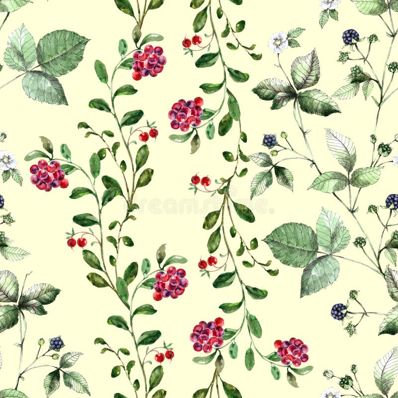 Watercolor Cranberry with Blackberry. Stock Illustration - Illustration of elegance, paper: 227570800 Watercolor Cranberry with Blackberry. Stock Illustration - Illustration of elegance, paper: 227570800