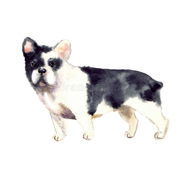 Watercolor cute dog stock illustration Watercolor cute dog stock illustration