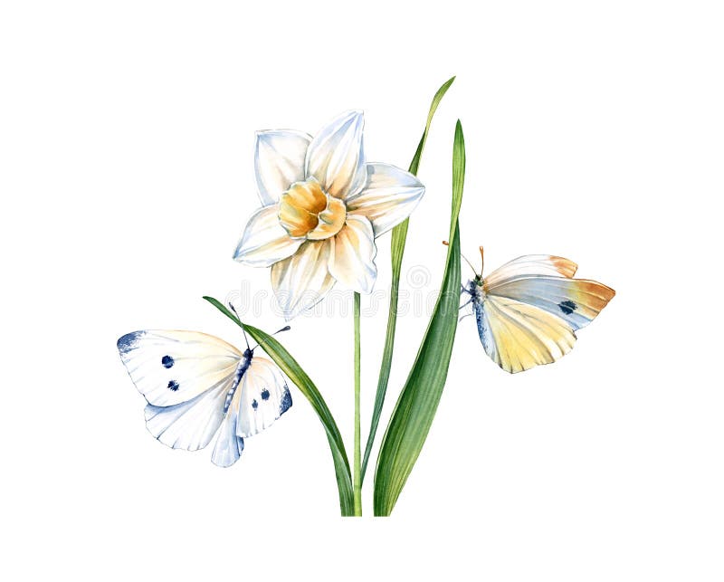 Watercolor daffodil with butterflies. Realistic narcissus flower isolated on white. Two detailed yellow butterflies