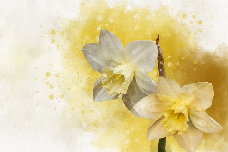 Watercolor daffodil flowers. Hand drawn watercolor spring flower perfect for design greeting card or print.