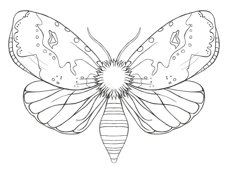 Watercolor decorative butterfly insect, drawn contour, print, black and white coloring, antistress on white background for decorat