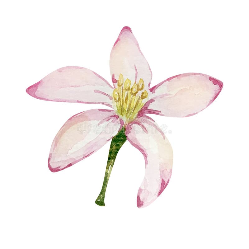 Watercolor Delicate Pink Lemon Flower Stock Illustration Illustration