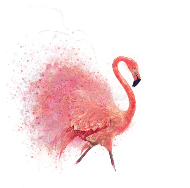 Watercolor Digital Painting of Pink Flamingo Bird on White stock images