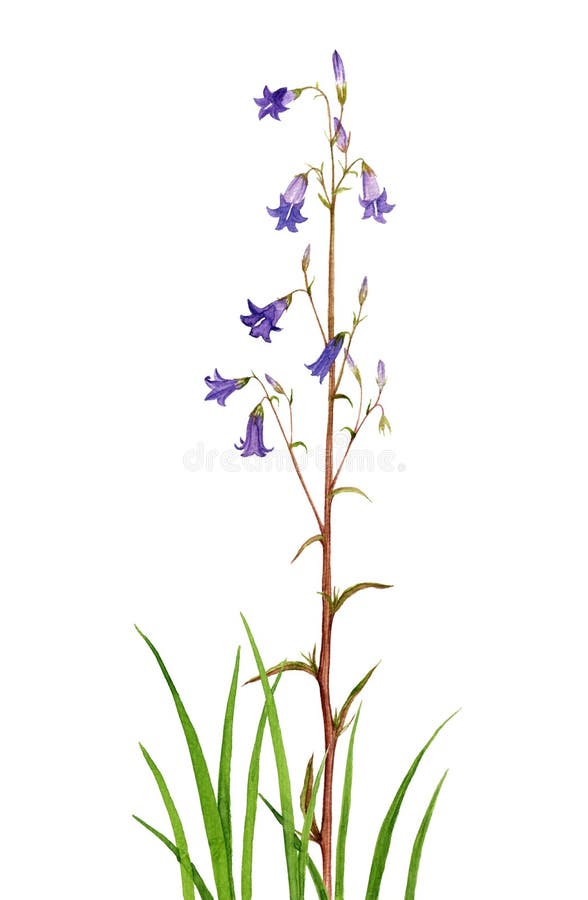 Watercolor drawing bell flowers stock illustration Watercolor drawing bell flowers stock illustration