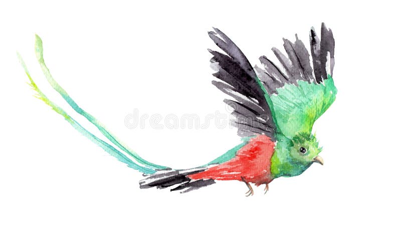 Featured image of post Flying Quetzal Drawing Guatemalan quetzal and transparent png images free download