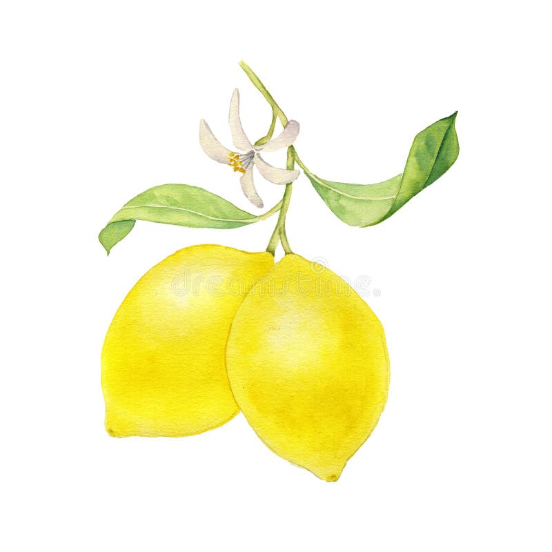 Lemon sketch vector set stock vector. Illustration of fruit - 76983112