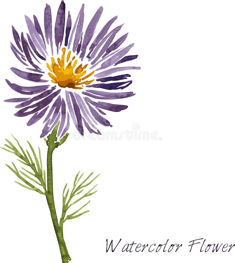 Watercolor drawing flower vector illustration