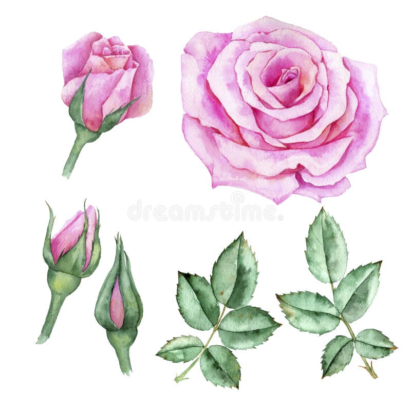 Watercolor Drawing Flower of Rose Stock Illustration - Illustration of ...