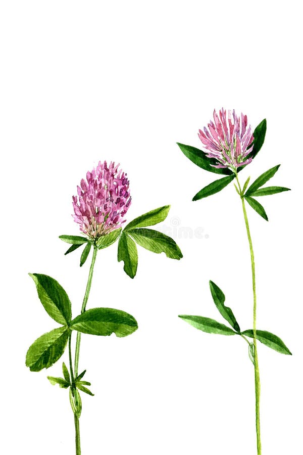 Watercolor drawing flowers of clover stock photography Watercolor drawing flowers of clover stock photography