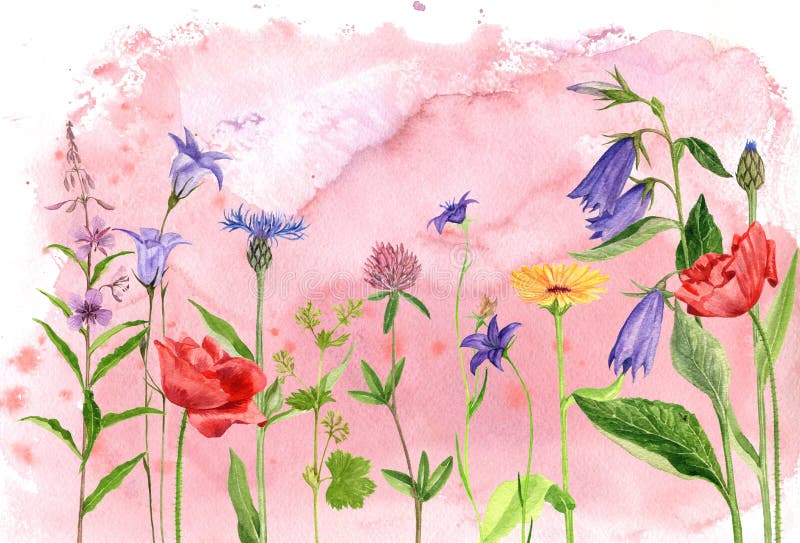 Watercolor drawing flowers and plants stock illustration Watercolor drawing flowers and plants stock illustration