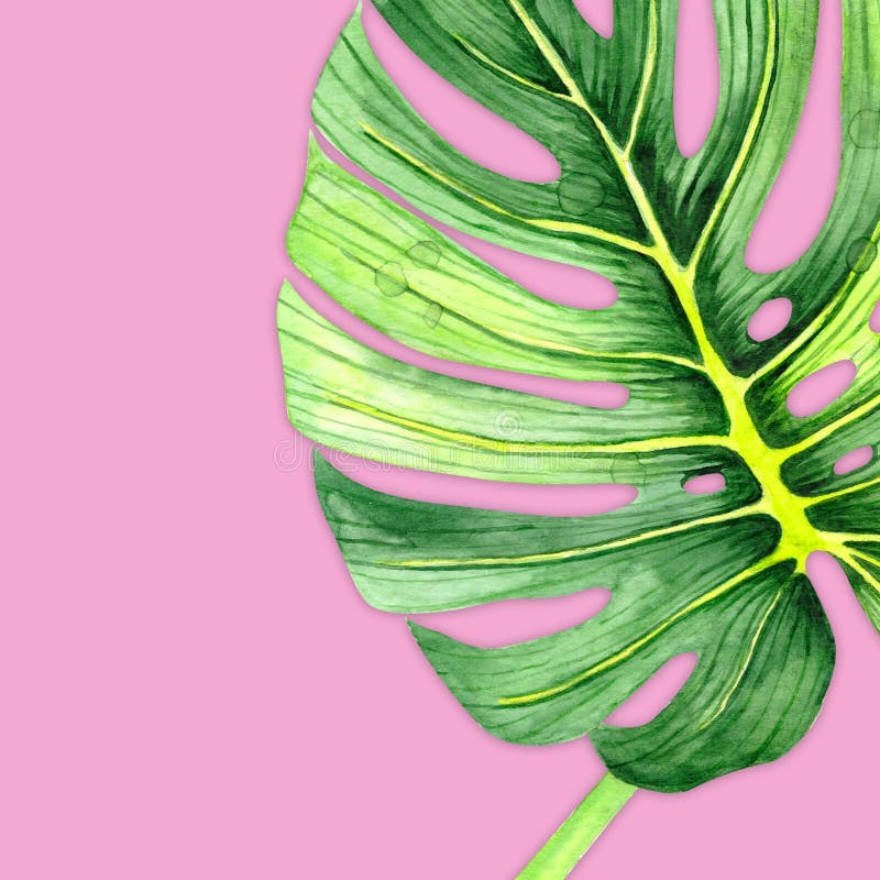 Watercolor drawing of a green leaf. Monstera leaf. Green leaf of a tropical plant. Watercolor natural art. Floral