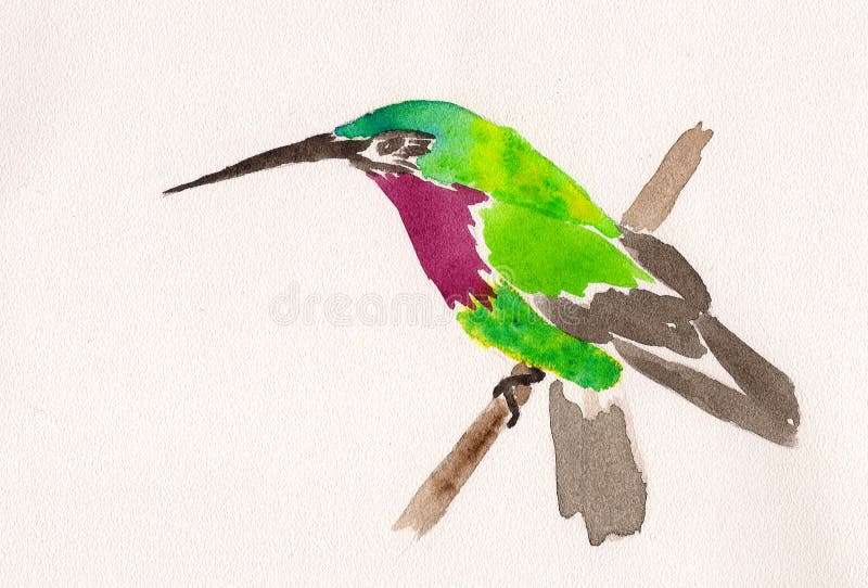 Watercolor drawing of hummingbird stock illustration