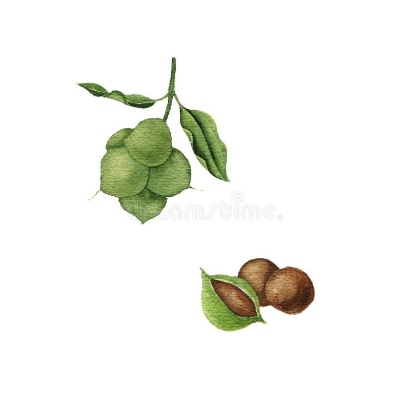 Watercolor Drawing Macadamia Nuts Stock Image Image of nature, color